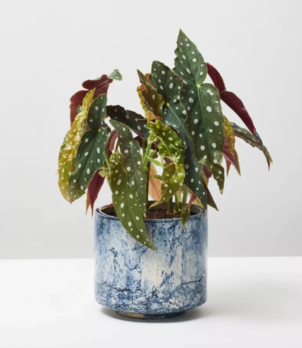 Chinese Evergreen Crete