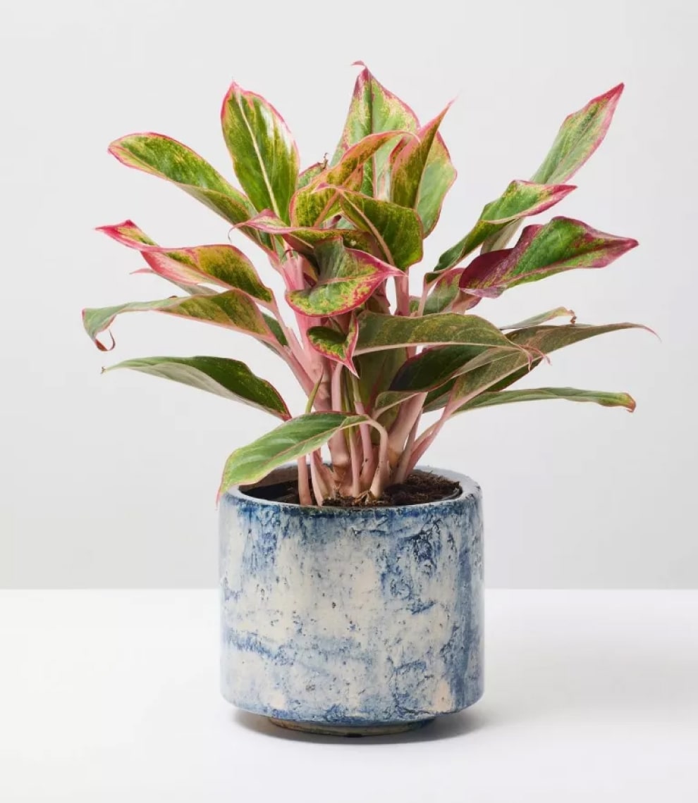 Green Pearl Succulent